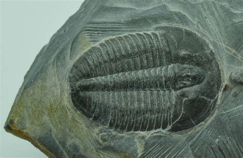 Cambrian Period - Fauna, Fossils, Evolution | Britannica