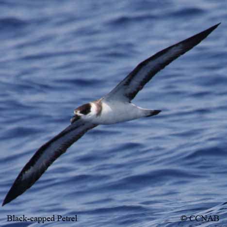 Black-capped Petrel | Birds of Cuba | Cuban Birds