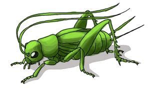 Cricket Insect Drawing at GetDrawings | Free download