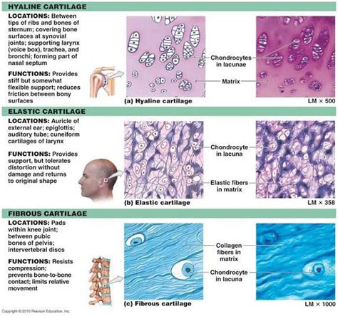 Fibrocartilage Location