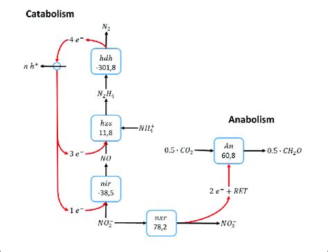 | Anammox reaction stoichiometry, assuming ammonium activation with ...