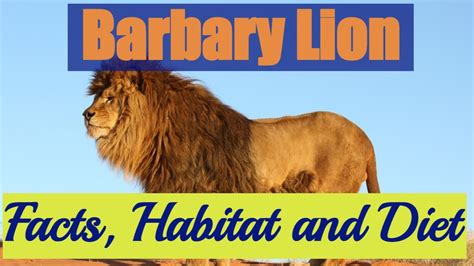 Barbary Lion Facts, Habitat and Diet #barbarylion #atlaslions - YouTube