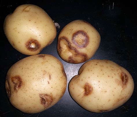 Potato Virus Y | Vegetable Pathology – Long Island Horticultural ...