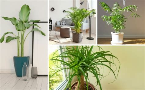 10 Indoor Palm Trees to Purify Your Space - Garden Lovers Club