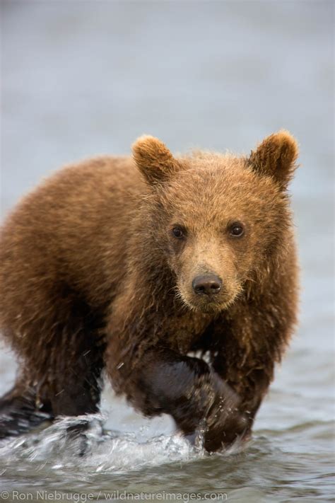 Brown Bear Cub | Photos by Ron Niebrugge