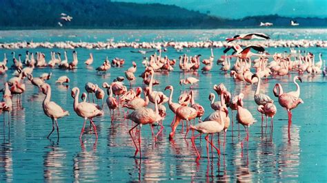 Best Time To Visit Lake Nakuru National Park > Weather And Festivals