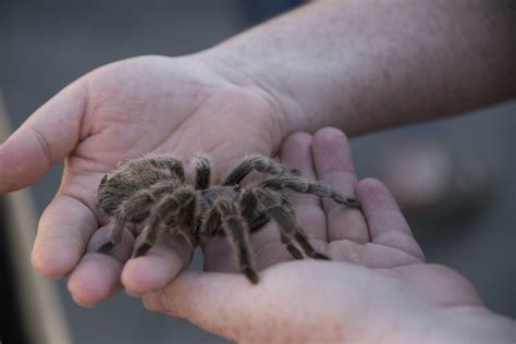 Tarantula Venom - Thanksgiving Point