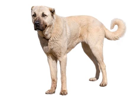 Kangal Shepherd Dog (character, diet, care)