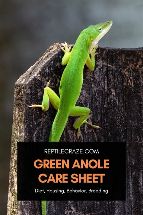 Green Anole Care Guide: Housing, Diet, Facts - Reptile Craze