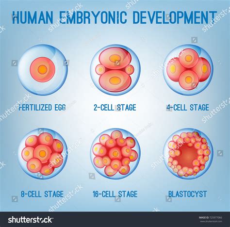 Human Embryo Development Main Phases And Structures Of