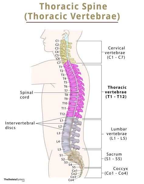 Thoracic Vertebrae (Thoracic Spine) – Anatomy & Labeled Diagram