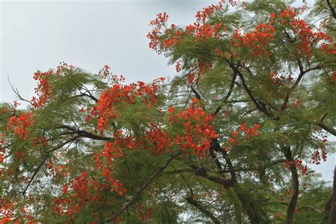 这棵凤凰木夏末开花别样红