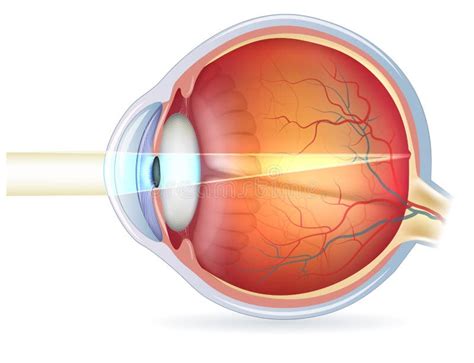 Human Eye Cross Section, Normal Vision Stock Vector - Illustration of ...