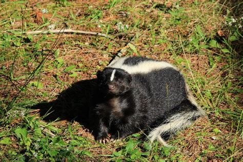 What Do Skunks Eat? | Pet Care Advisors