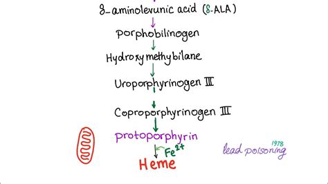 Heme Synthesis Pathway — Biochemistry and Hematology - YouTube