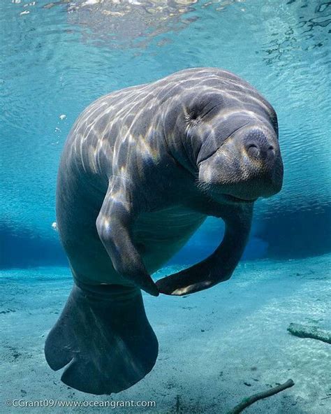 Manatee | Sea cow, Manatee, Animals