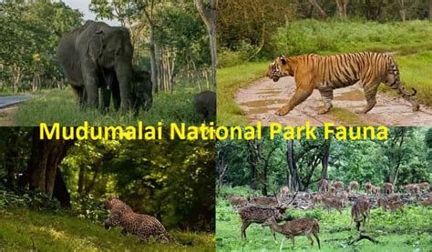 Mudumalai National Park & Wildlife Sanctuary, Tamil Nadu