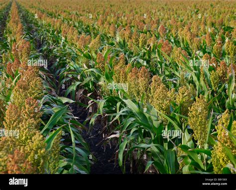 Sorghum crop hi-res stock photography and images - Alamy