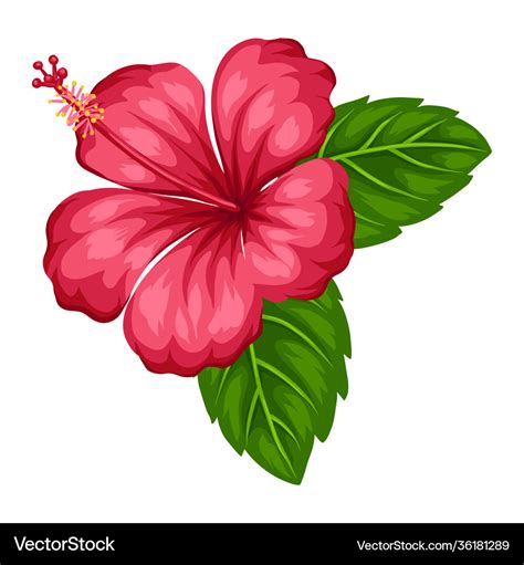 Hibiscus Flower Vector Drawing Hibiscus Hibiscus Clipart Vector Png | My XXX Hot Girl