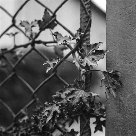 Ivy Dragon Claw Fence Concrete free image download