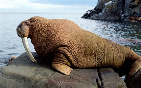 Walrus – strong and dangerous | DinoAnimals.com