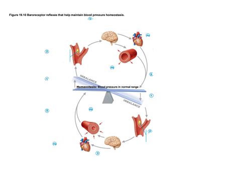 chapter 19 baroreceptors Diagram | Quizlet