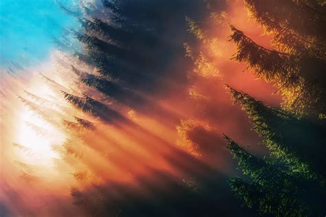 Download Nature Sunbeam Fog HD Wallpaper