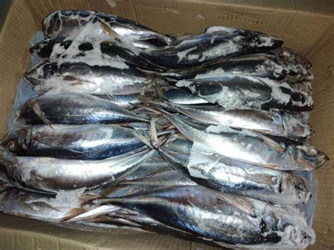 27 May 2021, CHILE . Good news, CHILEAN JACK MACKEREL (TRACHURUS MURPHYI) arrivals in Chile ...