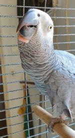 There is a lump under my African grey's beak | Parrot Forum 🦜 Parrot ...