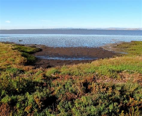 Palo Alto Baylands Nature Preserve - Visit Silicon Valley