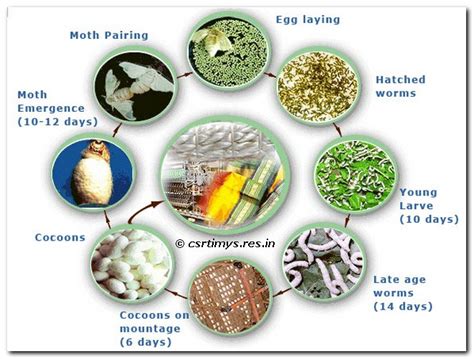 Silkworm Life Cycle | Central Sericultural Research & Training Institute (CSRTI), Mysuru