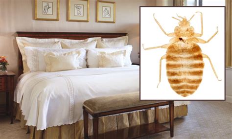 Reports of bed bugs have increased by 44% in New York City - Pestrid Products