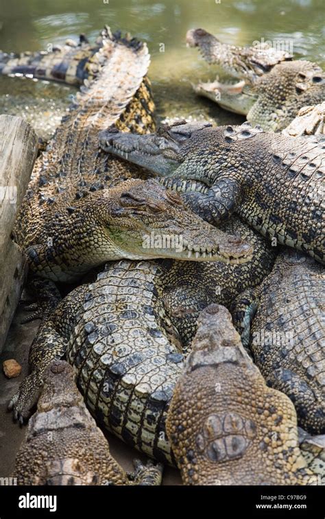 Crocodiles at wildlife park. Darwin, Northern Territory, Australia Stock Photo - Alamy