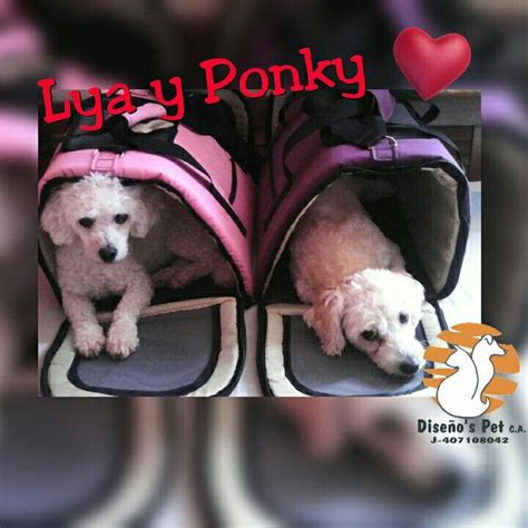 Lya y Ponky en sus kennel | Kennel, Character, Fictional characters