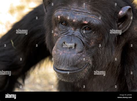 A female chimpanzee (Pan troglodytes) makes eye contact with the viewer. Sweetwaters Chimpanzee ...