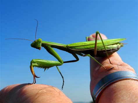 Free Images : wing, green, insect, fauna, invertebrate, close up, mantis, grasshopper, locust ...
