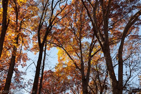 Rock Creek Park – Fall Colors | Dan Pence Photography