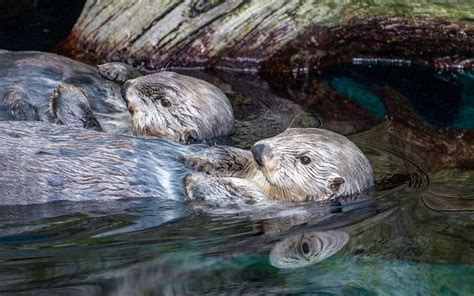 Lisbon Oceanarium History | Your Comprehensive Guide