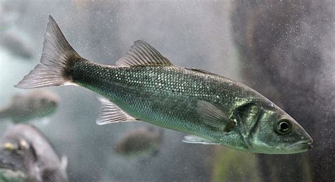 Fish are losing their sense of smell because of acidic oceans