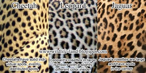 Difference Between Leopard and Jaguar | Coat+Difference+-+Cheetah ...