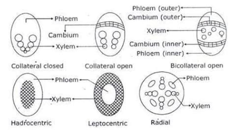 Vascular Bundle Diagram