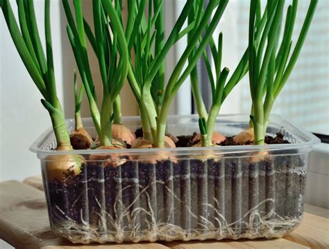 6 Tips For Growing Onions in Containers - Backyard Boss