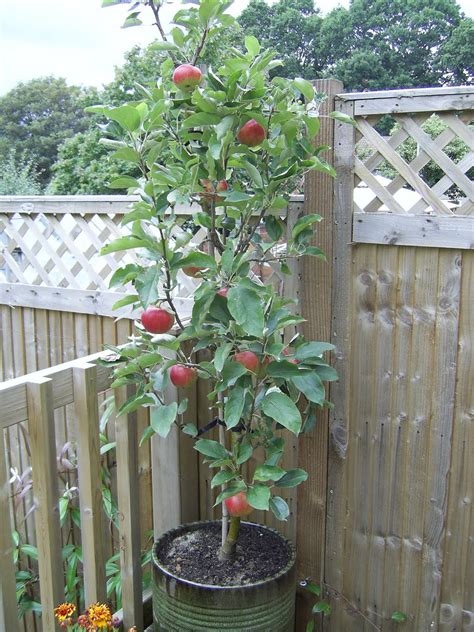 BaggieAggie: Apple trees in pots on patio or deck