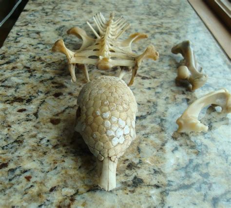 Armadillo Skeleton Bones and Shell by OutofDoors on Etsy