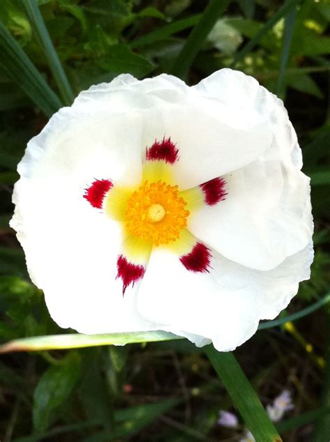 Rock rose from my garden | Rose, Plants, Rock rose