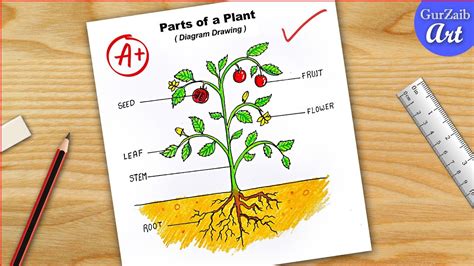 Parts of a plant diagram / draw labelled diagram of parts of plant / step by step CBSE - YouTube