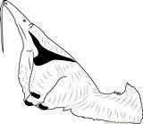 Anteater Searching Ants Coloring Page For Kids  Free sketch template
