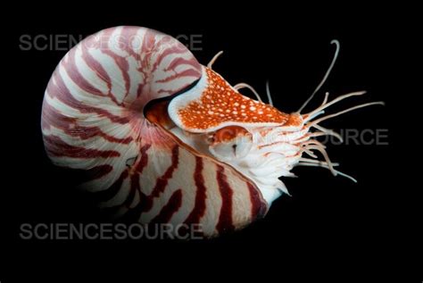 Chambered Nautilus | Stock Image - Science Source Images