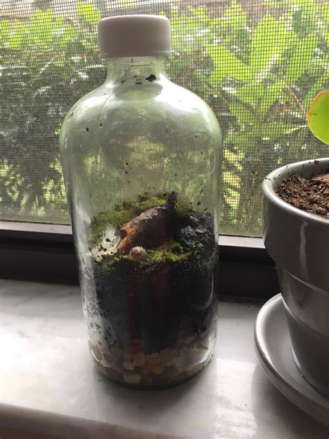 My first terrarium in a bottle. Any suggestions? : terrariums