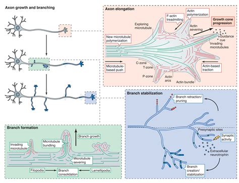 Cellular and molecular mechanisms underlying axon formation, growth ...